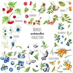 Watercolor cranberry, juniper, blueberries, elder, sea buckthorn, viburnum and rowan branches and berries illustration collection, hand painted isolated on a white background
