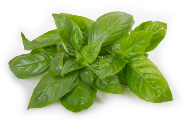 Fresh basil on white background