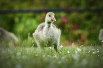 cute gosling on lawn