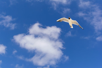 Flying seagull in a blue sky with a white cloud