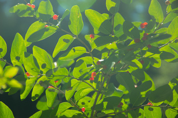 bush with small red berries