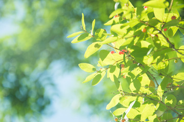 bush with small red berries