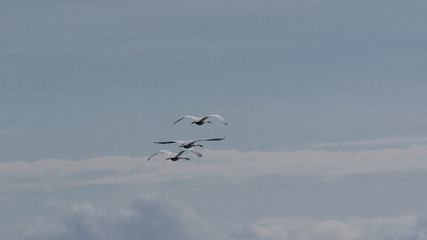 SWANS - Majestic birds in flight