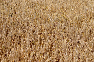 Top view on a golden ripe barley field in summer