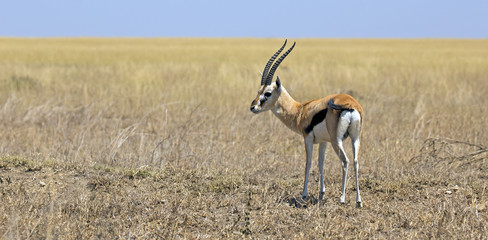 Naklejka na ściany i meble Lonely gazelle in the plain of east Africa