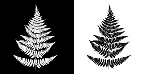 Fern Black-and-white vector image. Black fern silhouette isolated on white background and White fern silhouette isolated on black background © assistant