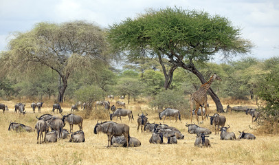 Herd of gnus in Serengeti, east Africa