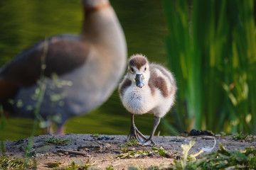 Nilgans Junges