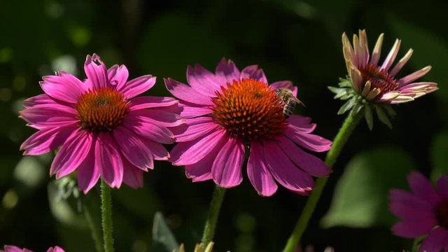 Close-up of two bees collect nectar on purple cone-flowers ( Echinacea purpurea ), native 30fps - Cinelike D - 4K video