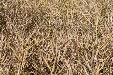 Nahaufnahme von erntereifen Rapspflanzen auf einem Feld im Sommer