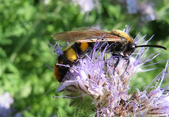 Scolia hirta wasp on phacelia flowers in the meadow, closeup