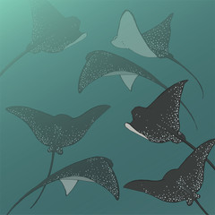 
The spotted eagle ray.Sea inhabitants, water world.Flying in the ocean.Batoidea.
