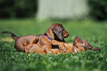two dachshund puppies playing together on grass