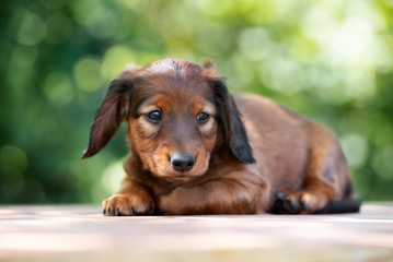 adorable dachshund puppy posing outdoors in summer