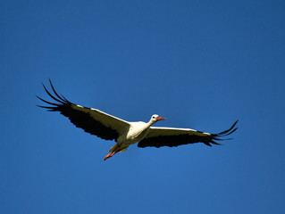 Flying white stork