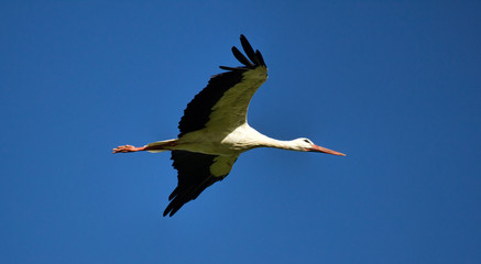 Flying white stork