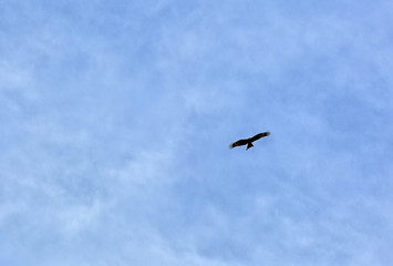 Bird of prey flying in the sky