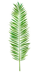 Palm leaf. Tropical plant on isolated background.