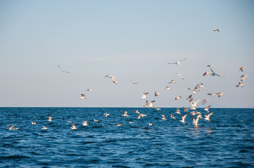 Ocean feast