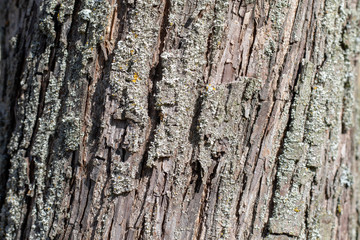 Surface of the bark of an old fruit tree in the sun
