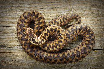 full length common adder basking on stump
