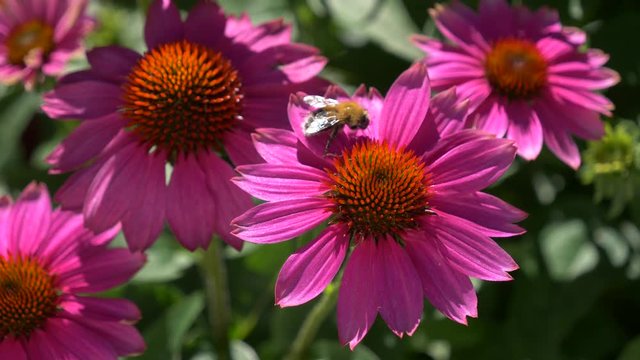 Close-up of some purple cone-flowers ( Echinacea purpurea ) with a bee and a bumble bee, native 30fps - Cinelike D - 4K video