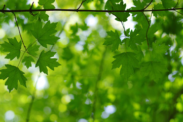 Green leaves background