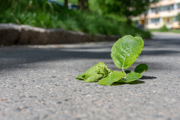 weed on a street