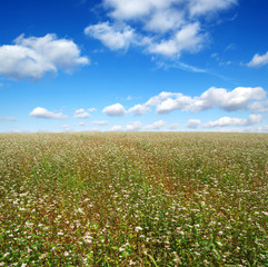 Fototapeta na wymiar buckwheat field on sky