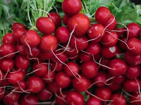 bunch of fresh radish