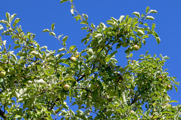 Ripe apples hanging at the apple tree in front of blue sky in summer