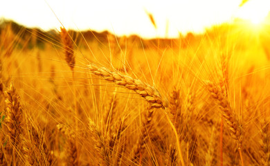 Wheat field on sun.