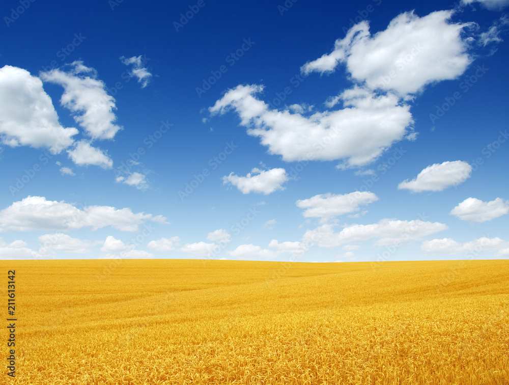 Poster wheat field and clouds