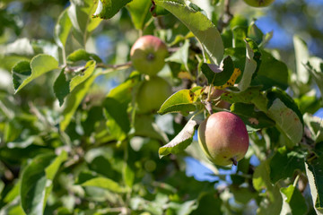 Ripe wild apples hanging at the apple tree in summer