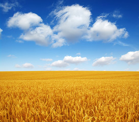 wheat field and clouds