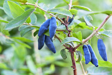 Blue ripe berries of garden honeysuckle on a bush in summer day