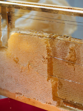Beautiful honeycomb on wood frame