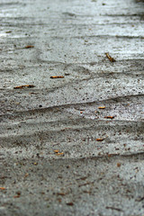 Regennasser Fußweg mit Wurzelrissen im Asphalt