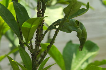 Ants on citrus tree