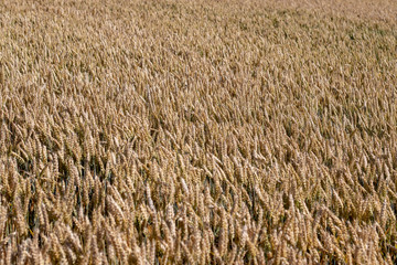Top view on a golden ripe wheat field in summer