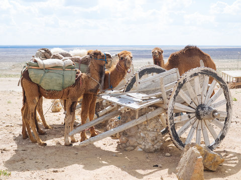 Caravan of camels taking rest