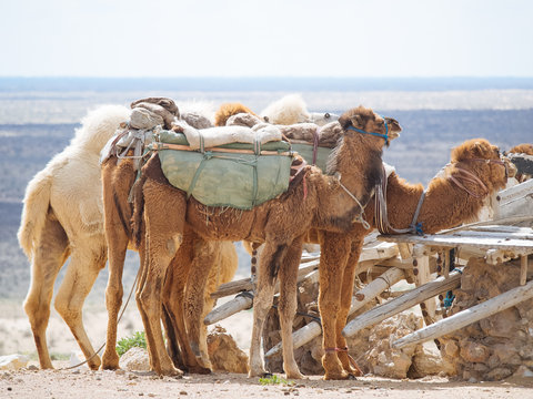 Caravan of camels taking rest