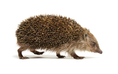 Hedgehog  isolated on white