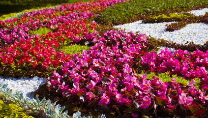 Begonia flowers in landscape design