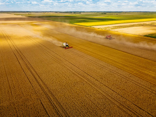 Harvesting golden grains