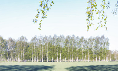 Landscape is summer. Green trees and grass in a countryside land