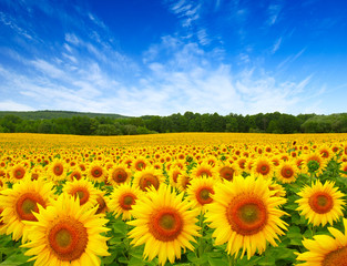 Fototapeta premium sunflowers field on sky