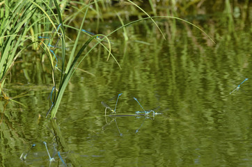 Breeding season of dragonflies species blue damselfly on the surface of the pond with green vegetation