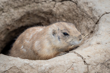 A prairie dog (cynomys ludovicianus) guard in alert at the opening to one of its tunnels (a hole) in park 
