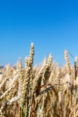 Fototapeta premium Close up view in golden ripe wheat ears under blue coudless sky in summer
